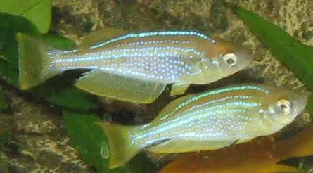 Tanganyika killifish (Lamprichthys tanganicanus)