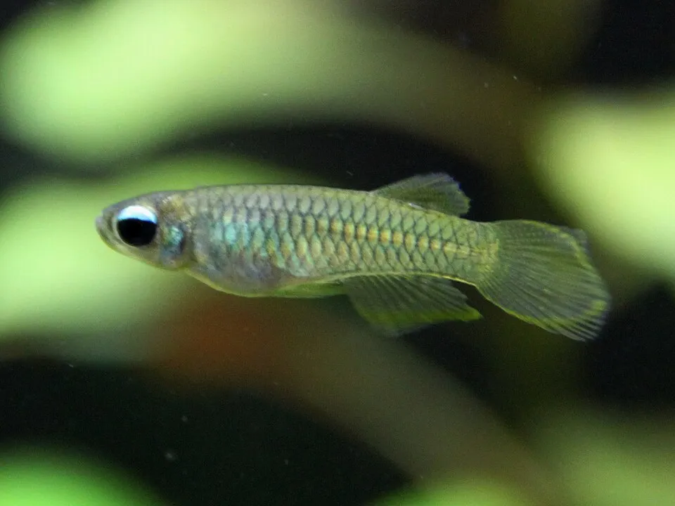 Norman's lampeye (Poropanchax normani)