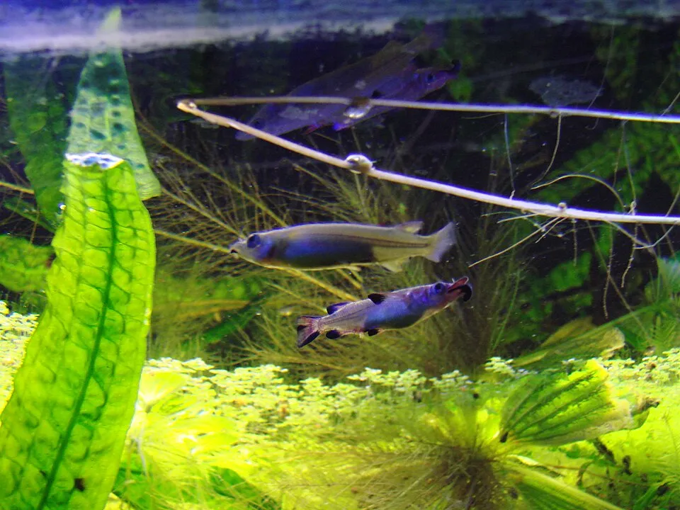 Celebes halfbeak (Nomorhamphus liemi)