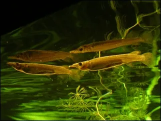 Wrestling halfbeak (Dermogenys pusilla)