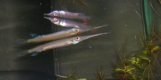 Forest halfbeak (Hemirhamphodon pogonognathus)