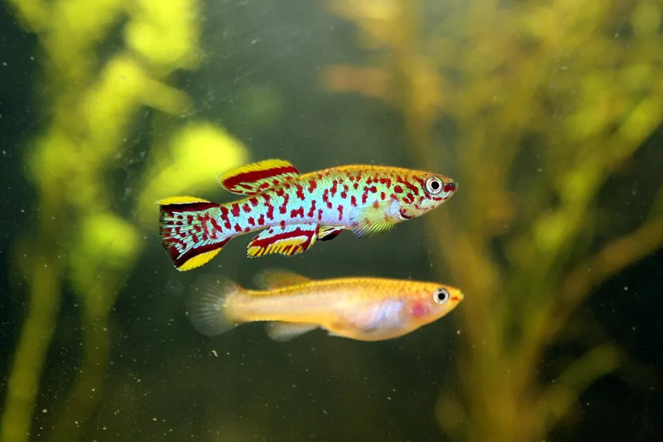 Steel Blue Killifish (Fundulopanchax gardneri)