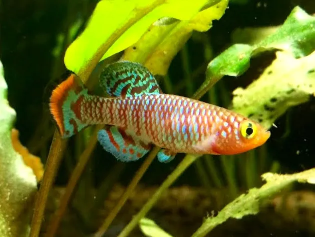 Bluefin Notho (Nothobranchius rachovii)