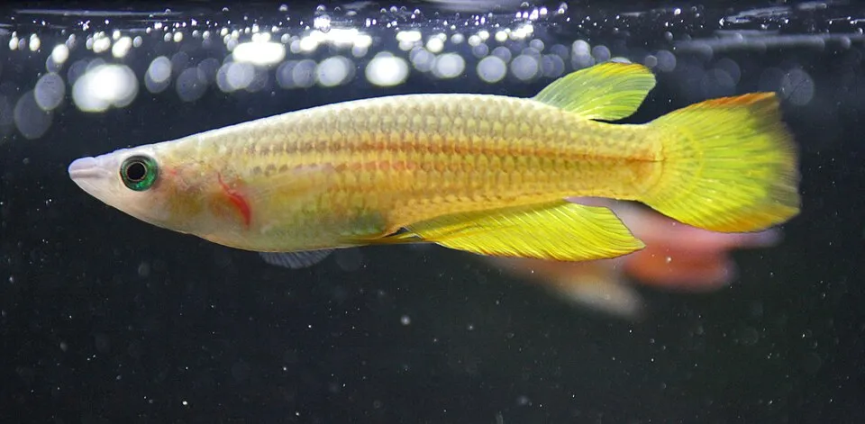 Striped panchax (Aplocheilus lineatus)
