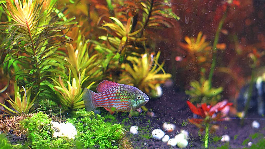 American Flagfish (Jordanella floridae)