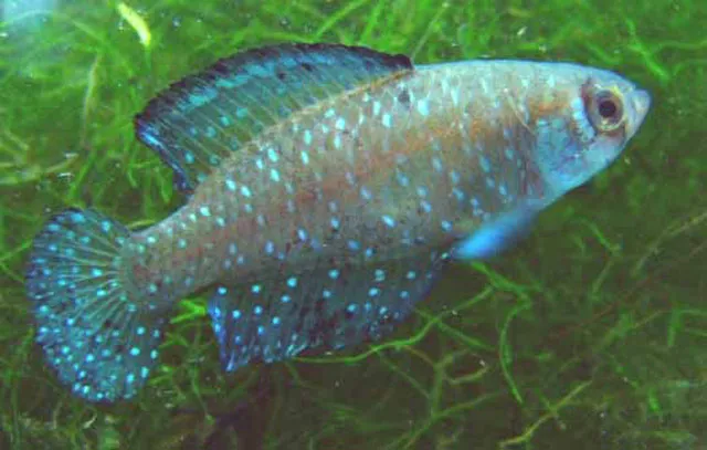 Argentine Pearl Killifish (Austrolebias nigripinnis)