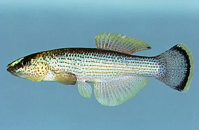 Northern Studfish (Fundulus catenatus)