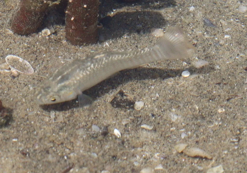 Arabian toothcarp (Aphanius dispar)