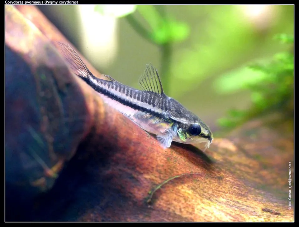 Pygmy cory (Corydoras pygmaeus)
