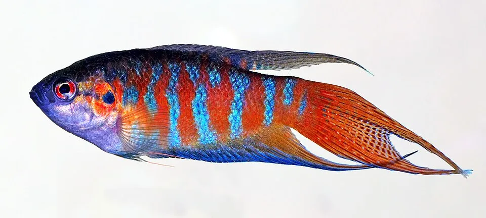 Paradise fish (Macropodus opercularis)
