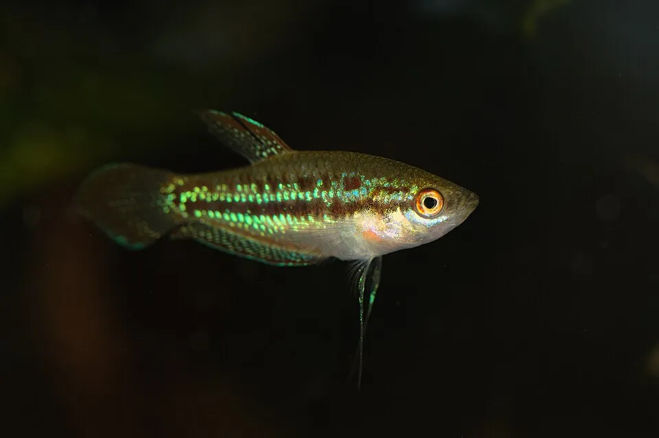 Pygmy gourami (Trichopsis pumila)
