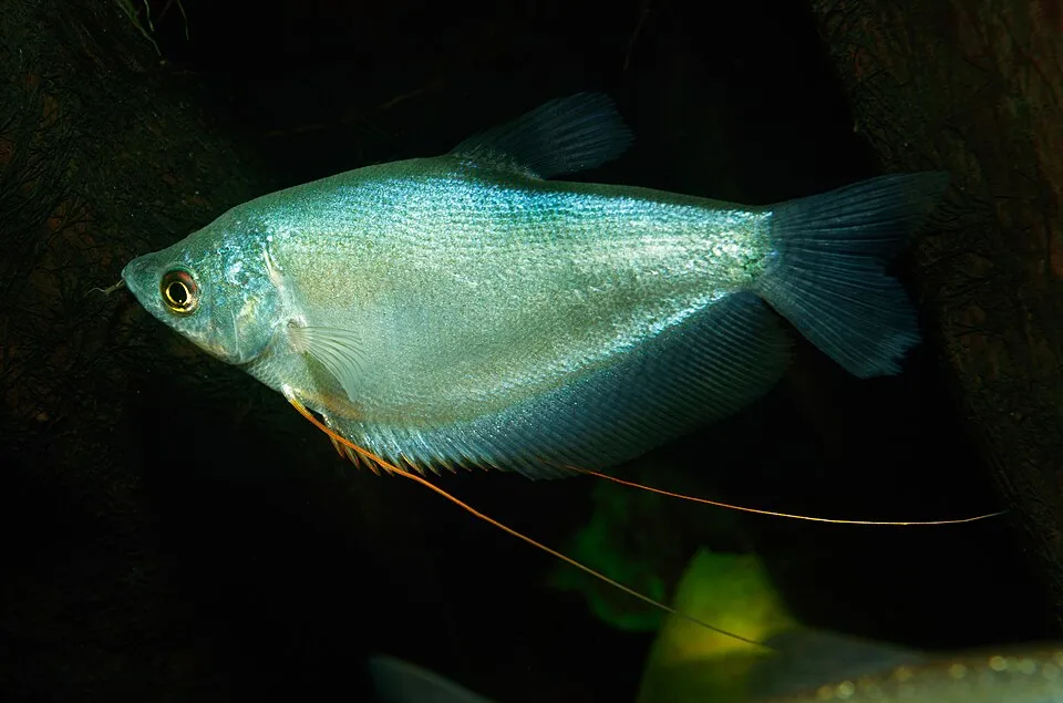 Moonlight gourami (Trichopodus microlepis)