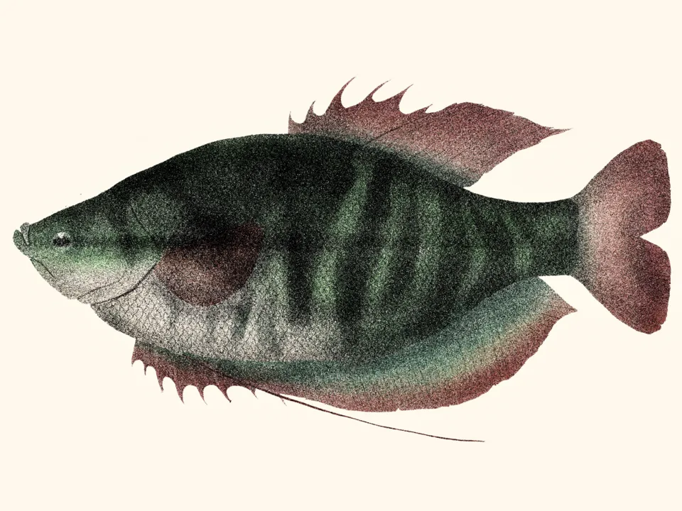 Snakeskin gourami (Trichopodus pectoralis)