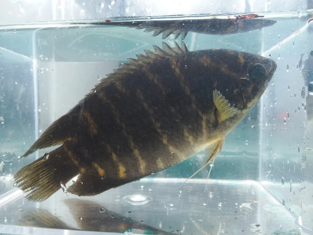 Malay combtail gourami (Belontia hasselti)