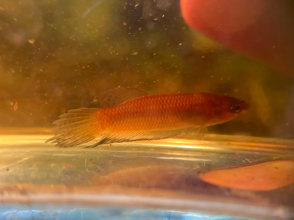 Slender betta (Betta bellica)