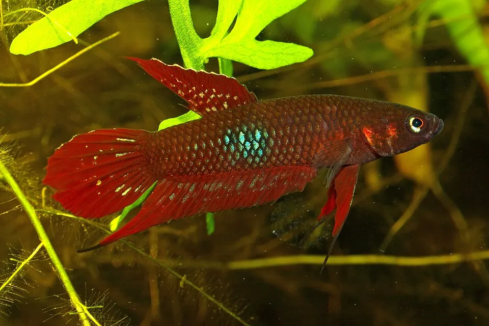 Scarlet betta (Betta coccina)