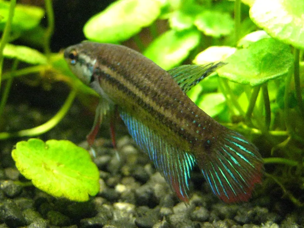 Crescent betta (Betta imbellis)