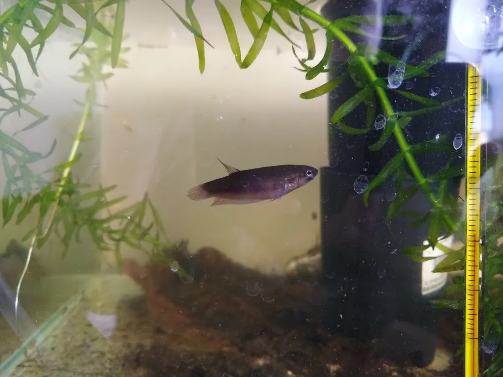 Toba betta (Betta rubra)