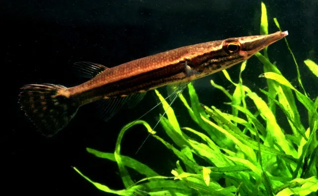 Giant Pikehead (Luciocephalus pulcher)