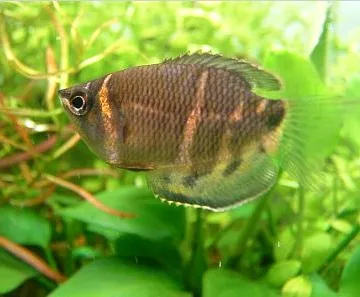 Chocolate gourami (Sphaerichthys osphromenoides)