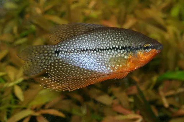 Pearl gourami (Trichopodus leerii)
