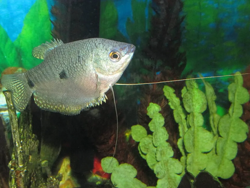 Three spot gourami (Trichopodus trichopterus)