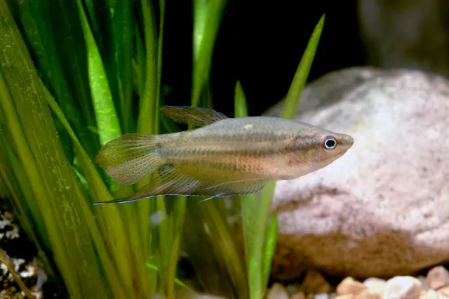 Croaking gourami (Trichopsis vittata)