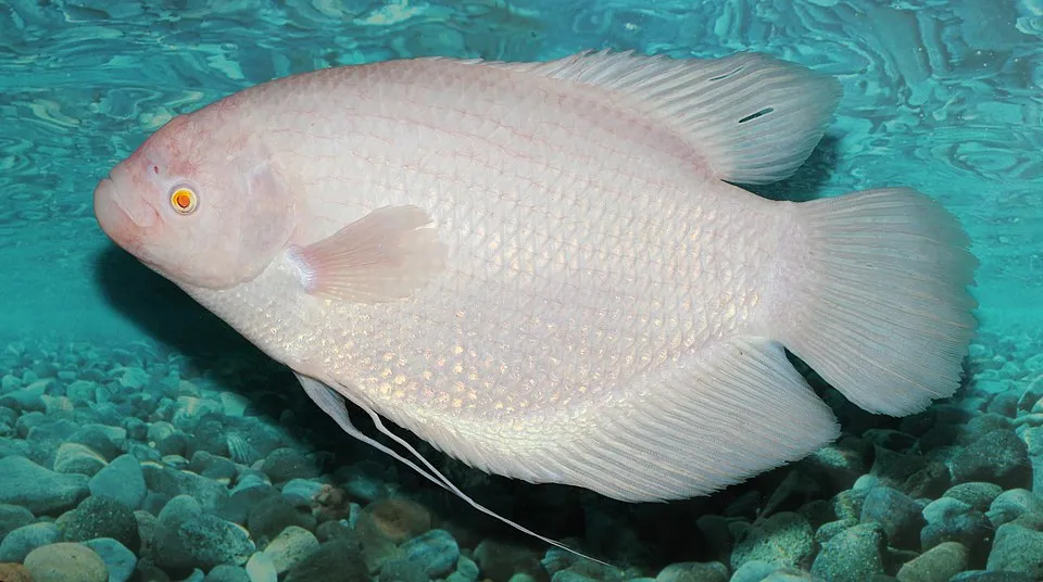 Giant gourami (Osphronemus goramy)