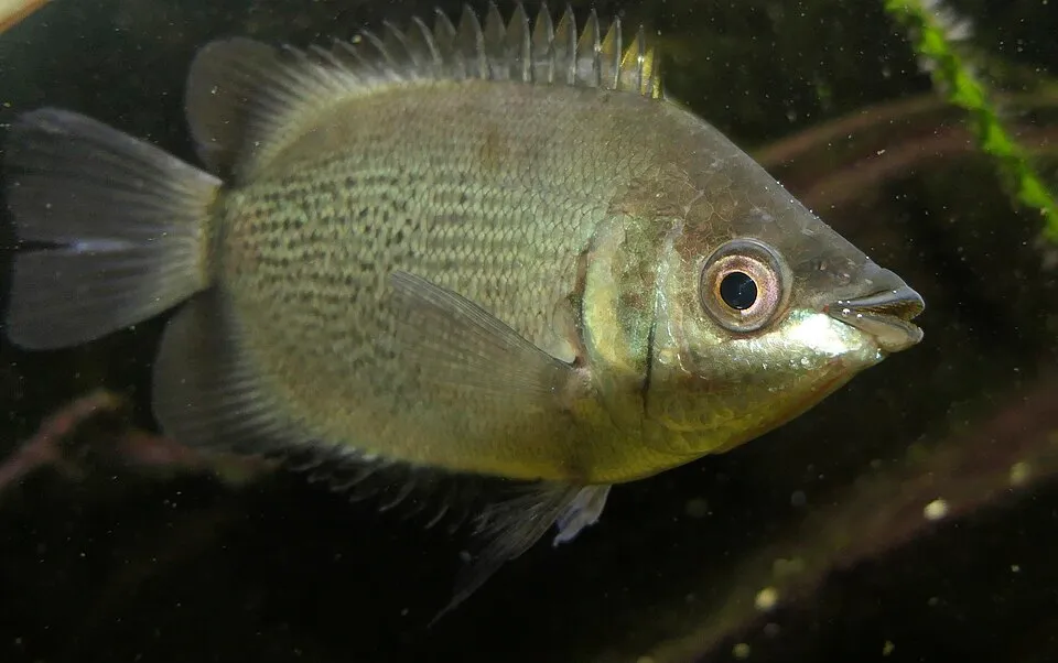 Kissing gourami (Helostoma temminckii)