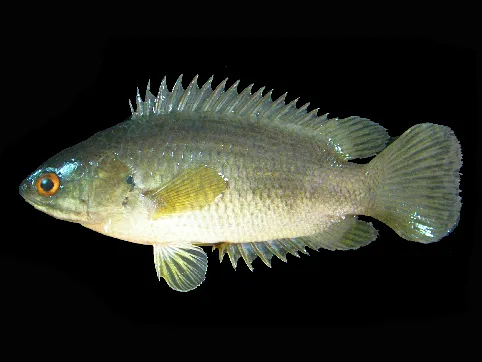Climbing perch (Anabas testudineus)