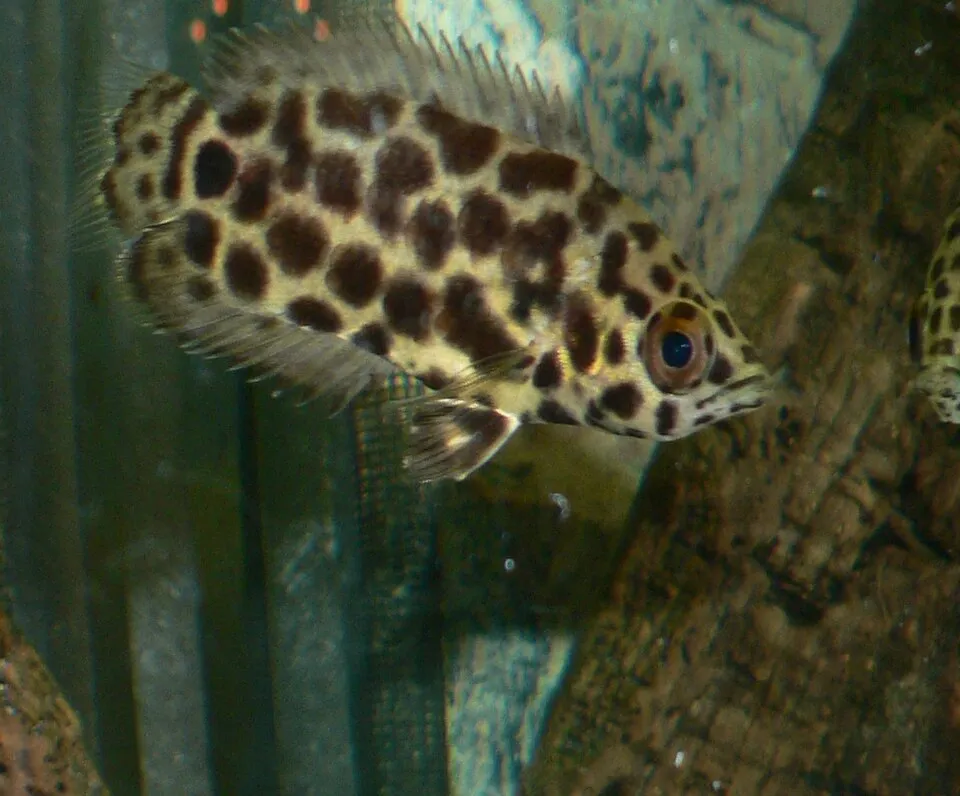 Leopard bush fish (Ctenopoma acutirostre)