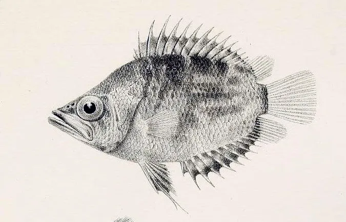 African leaf fish (Polycentropsis abbreviata)