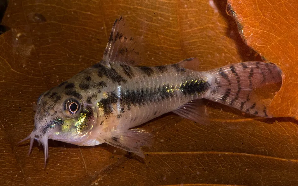 Salt and pepper cory (Corydoras habrosus)