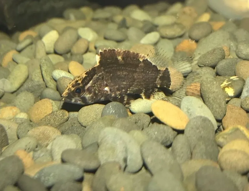 Bornean leaf fish (Nandus nebulosus)