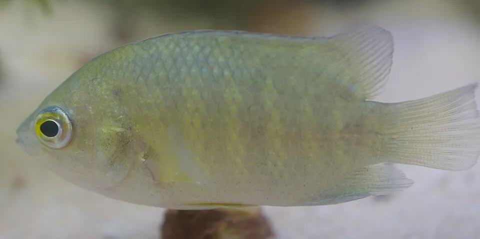 Malayan leaf fish (Pristolepis fasciata)