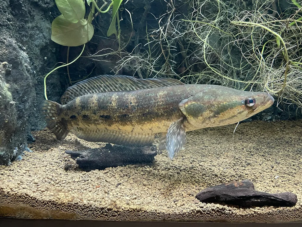 Forest snakehead (Channa lucius)