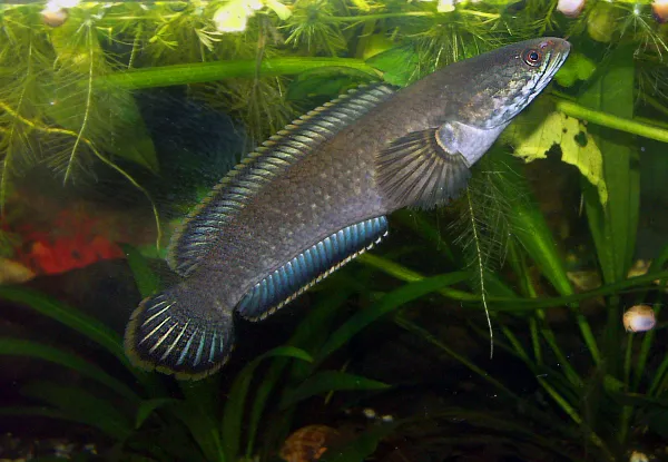 Dwarf snakehead (Channa gachua)
