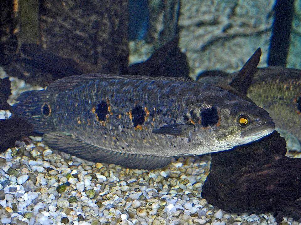Ocellated snakehead (Channa pleurophthalma)