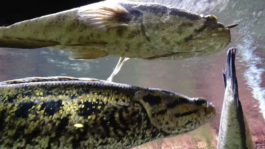 African snakehead (Parachanna obscura)