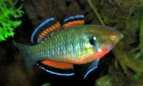 Empire gudgeon (Hypseleotris compressa)