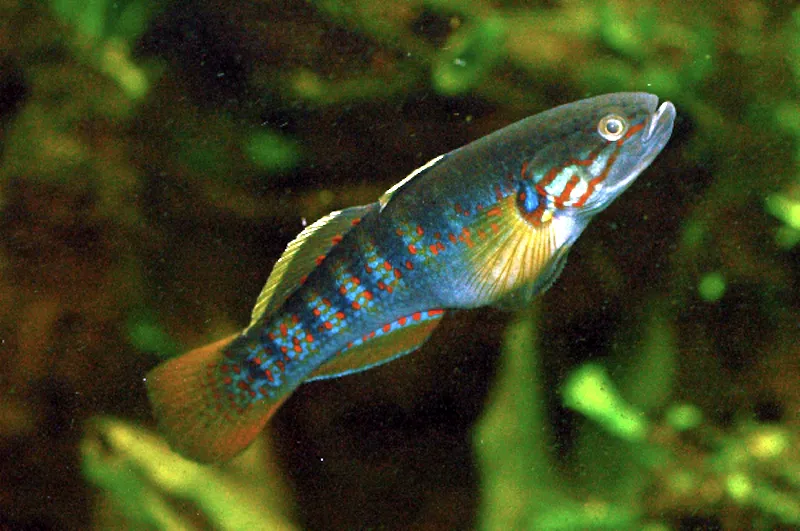 Purple spotted gudgeon (Mogurnda mogurnda)