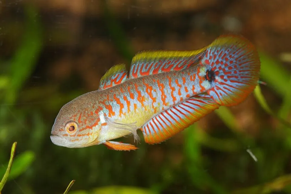 Peacock gudgeon (Tateurndina ocellicauda)