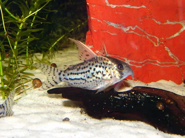 Schwartz's catfish (Corydoras schwartzi)