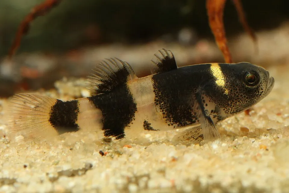 Bumblebee goby (Brachygobius doriae)