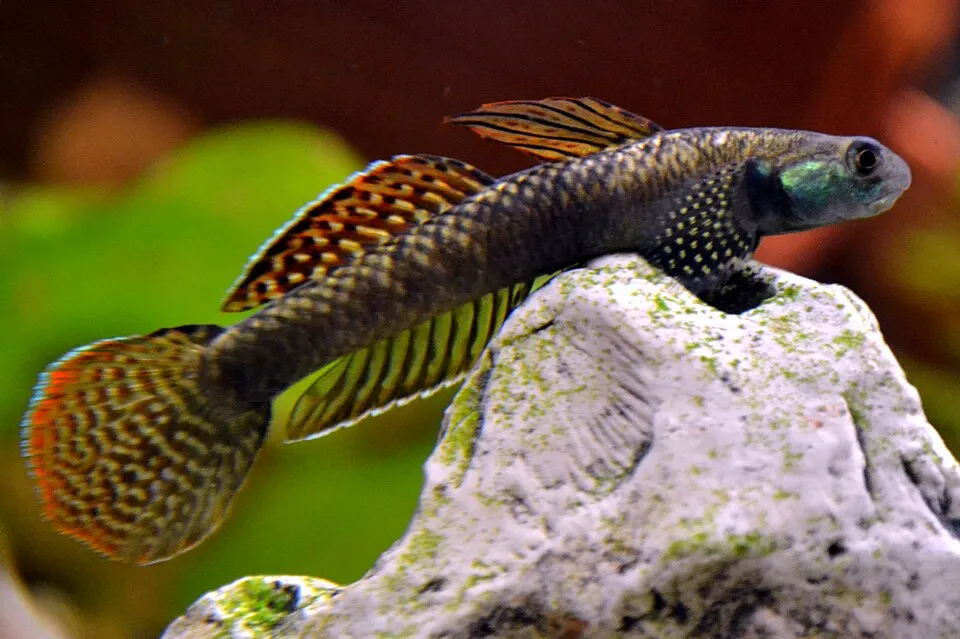 Rainbow stiphodon (Stiphodon ornatus)
