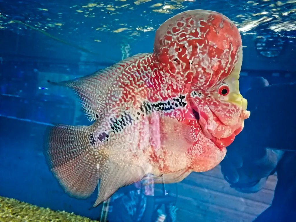 Flowerhorn cichlid (Amphilophus hybrid)