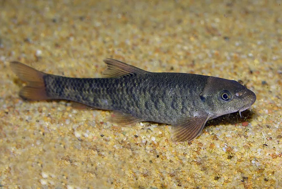 Doctor Fish (Garra rufa)