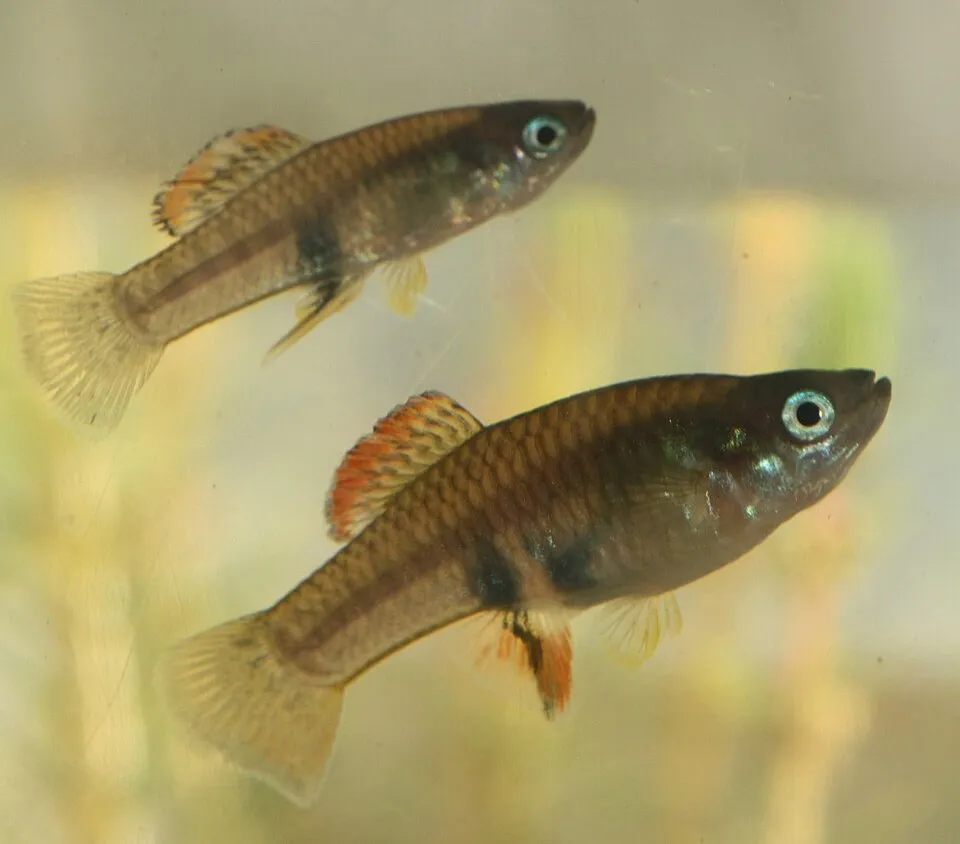 Cardinal toothcarp (Brachyrhaphis roseni)