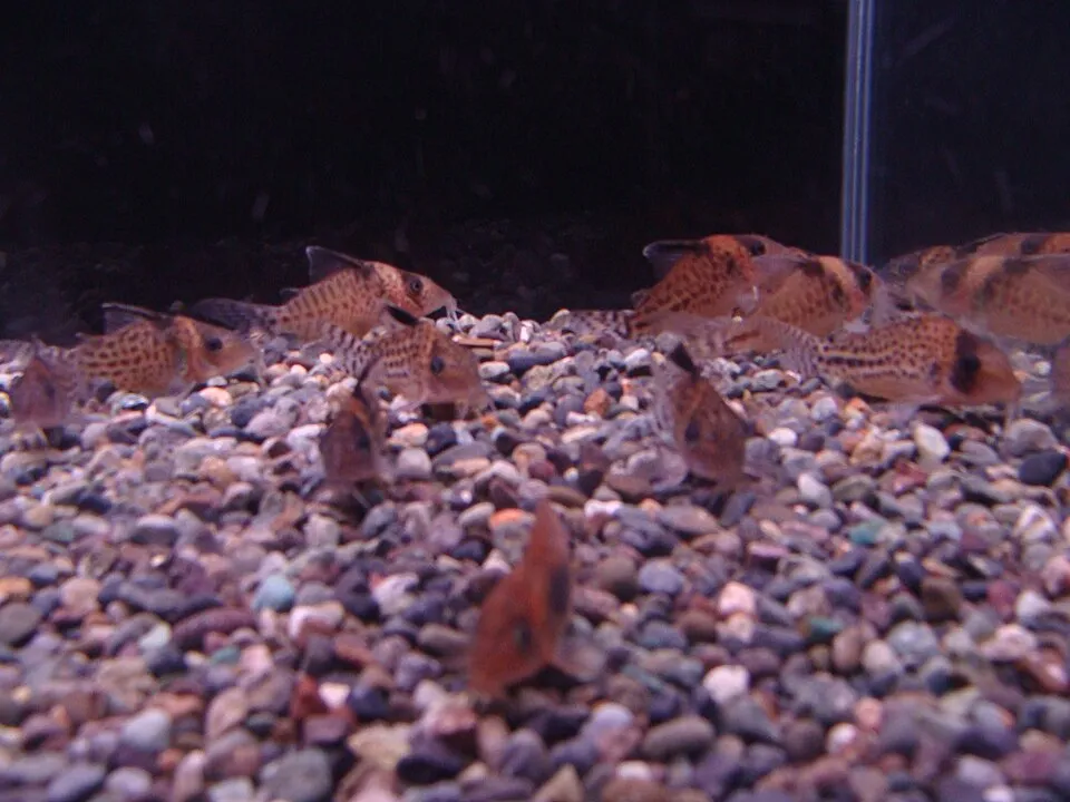 Spotted cory (Corydoras ambiacus)