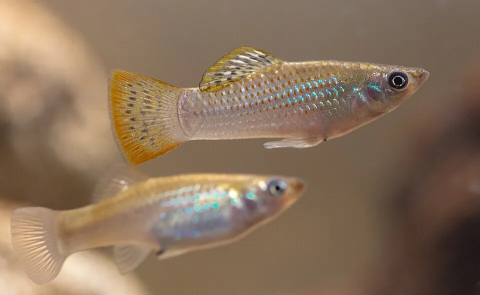 Shortfin molly (Poecilia mexicana)